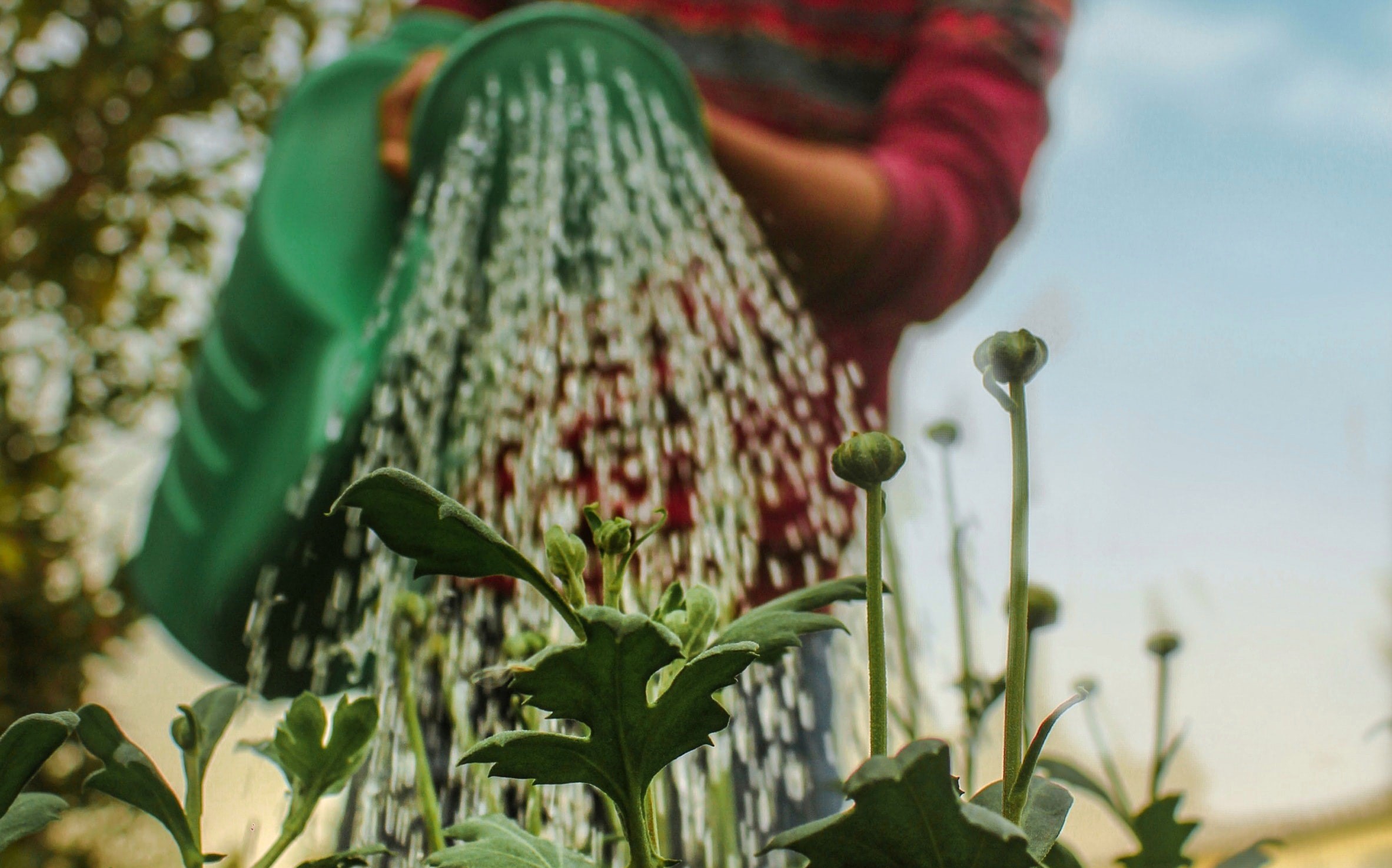 Bevor Steinwege oder Platten mit Putzmitteln gereinigt werden, sollten Rasen und Pflanzen nochmal gut gewässert werden. © Almani | Unsplash